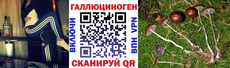 как найти закладки OMG рабочий сайт Псилоцибиновые грибы MAGIC MUSHROOMS Калтан